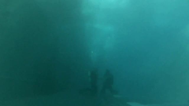 Тренируем задержку дыхания в бассейне. смотреть онлайн