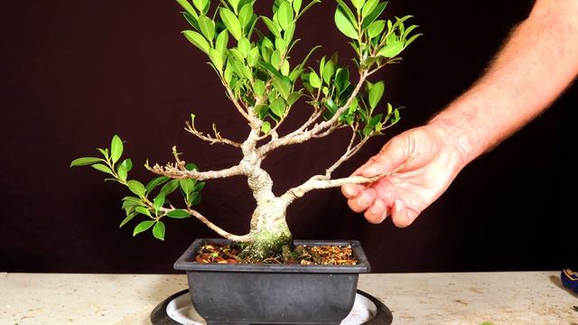 Tiger Bark Ficus Bonsai. Ficus Microcarpa. Kinmen ficus. смотреть онлайн