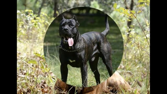 25 самых опасных пород собак