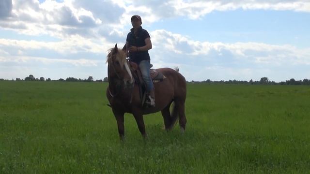 Галоп в полях. Всё о галопе. смотреть онлайн