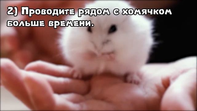 Как приручить хомяка