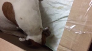 Роды моей Берты! 8 щенят!! Джек Рассел терьер рожает.