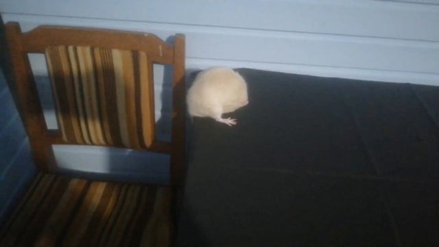 ?How Rats Mate? Mating rats | Как спариваются крысы смотреть онлайн