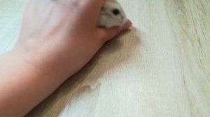 Как приручить хомяка?