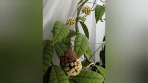 Хойи 💚 первые цветы Арчболдианы. Фотоархив.