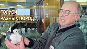 Разные породы голубей. 1-й Всероссийский конкурс голубей имени Замосковского Е.М.