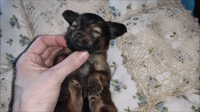 Каприз Души Огненный Ричард смотреть онлайн