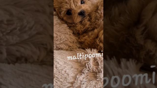 www.maltipoomini.ru Невероятная кукла мальтипу мини размера, для истинных ценителей 💕👌 ..