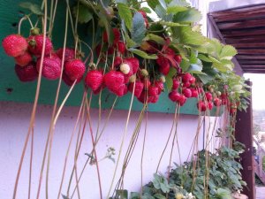 Выращивание клубники на подоконнике