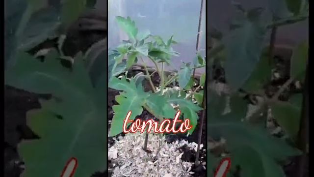 Томаты