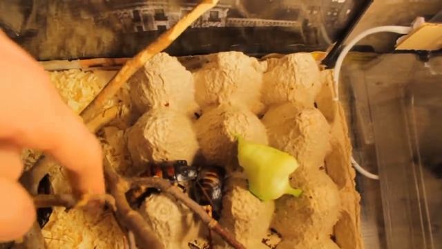 Мадагаскарские шипящие тараканы
