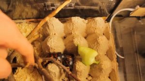 Мадагаскарские шипящие тараканы