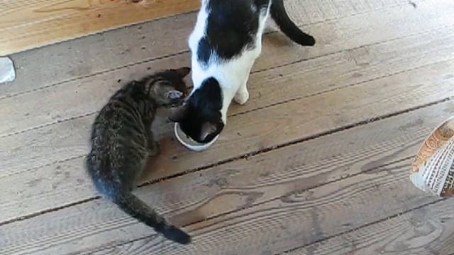 Дай молочка! смотреть онлайн