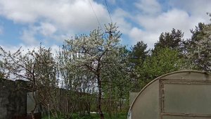 Цветение черешни в Ленинградской области