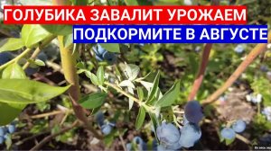 ПОДКОРМКА ГОЛУБИКИ И ЕЖЕВИКИ В АВГУСТЕ - ЧЕМ ПОДКОРМИТЬ ЯГОДНЫЕ КУСТАРНИКИ ВО ВРЕМЯ ПЛОДОНОШЕНИЯ