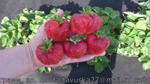 КИМБЕРЛИ ранний сорт клубники