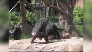 Наглые обезьяны / Обезьяны нападают на людей / Приколы с животными