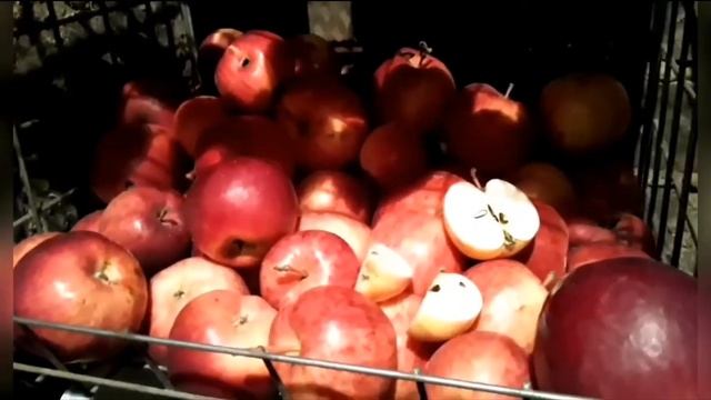 СОРТ ЯБЛОК АЙДАРЕД, ХРАНЕНИЕ смотреть онлайн