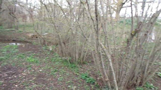 100-летний фундук "Трапезунд"- урожайность 10 кг. с куста. смотреть онлайн