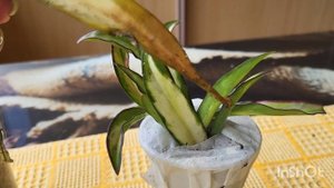 Стефания эректа. Хойи. 26.05.2023.