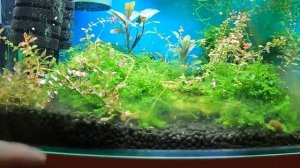 Аквариумные креветки какие можно содержать вместе. Обзор креветок