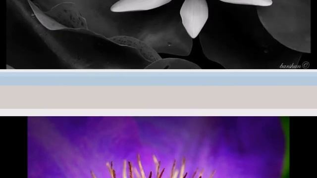 Водяные цветы смотреть онлайн