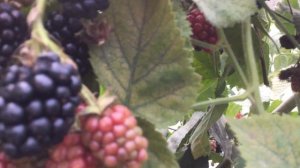 Американская ежевика в Сибири
