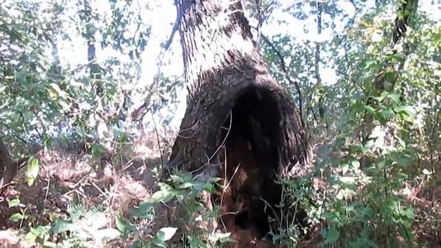 Лес, грибы грузди, природа. смотреть онлайн