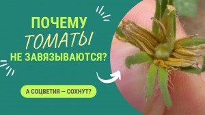 ПОЧЕМУ ТОМАТЫ НЕ ЗАВЯЗЫВАЮТСЯ?