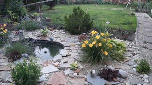 Любимые хосты,гейхеры и астильбы.Растения для полутени.