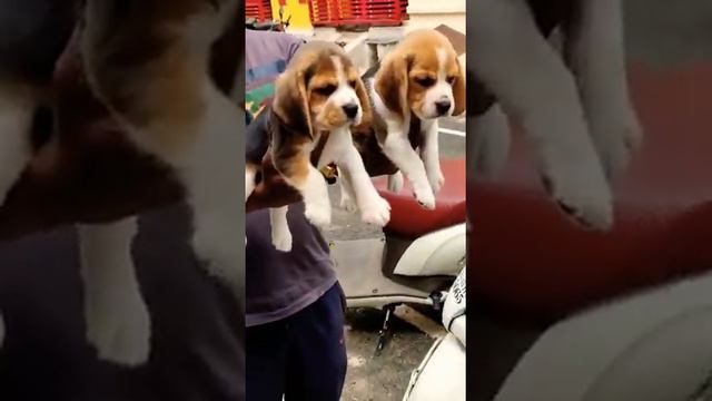 Superb quality beagle puppies for sale in Bangalore