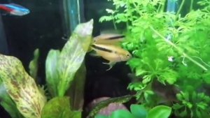 Эхинодорус Оцелот