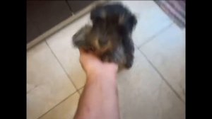 Цвергшнауцер Тоби. Двадцать дней в семье