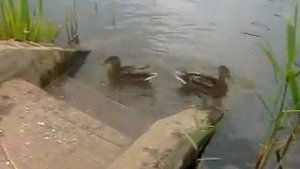 УТКИ ВИДЕО Дикая утка Водоплавающие птицы Кормление уток ДИКИЕ УТКИ В БЕЛАРУСИ @A4a4a4a4