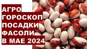 Агрогороскоп посадки фасоли в мае 2024 года Agrohoroscope for planting beans in May 2024