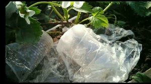 Цветёт клубника Лорд!