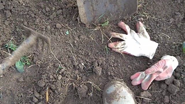 Нашел в огороде большую и страшную сороконожку. смотреть онлайн