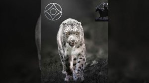 Алим Газаев