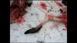 Разделка лося на снегу