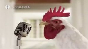 Песня курицы в год петуха (Chicken song - минутная версия)