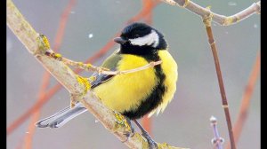 Большая синица (Parus major) - Great tit