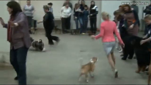 Russkiy Toy Orlandino Ferdinand, 9 m. First show in junior class смотреть онлайн