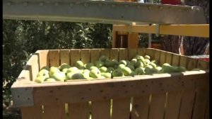 Интенсивные яблоневые сады. Часть 1