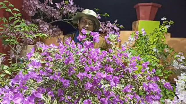 Talk With Bougainvillea /Bougainvillea Collection/Baganbilas смотреть онлайн