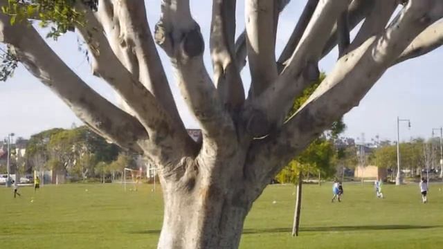 Pentax KX 50MM F2 lens test смотреть онлайн