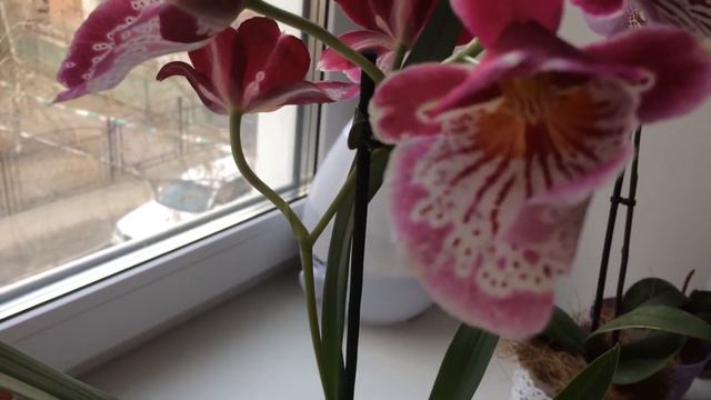 Мельтониопсис (Miltoniopsis) Орхидея