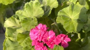 Пеларгония «Лара Гармония», чудеса продолжаются. Сломанный цветонос продолжает цвести в полную силу