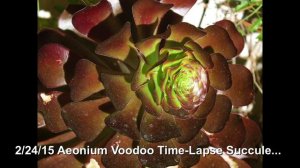 Aeonium Voodoo Flowers