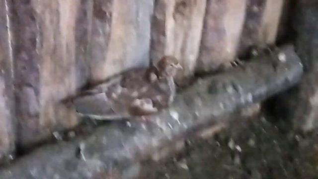 Голуби и их разведение смотреть онлайн