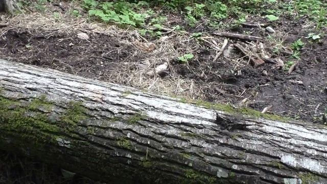 В ТАЙГУ НА ЗИМОВЬЕ!!!ДЕЛАЕМ СОЛОНЦЫ!!! ГОТОВИМСЯ К СЕЗОНУ 2021-22 г.июнь. смотреть онлайн